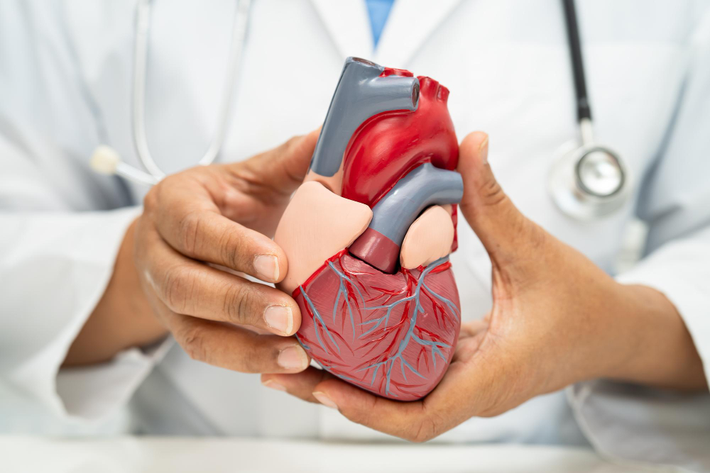 zbliżenie na model serca z żyłami | leczenie miażdżycy śląsk